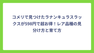 コメリで見つけたラナンキュラスラックスが598円で超お得！レア品種の見分け方と育て方