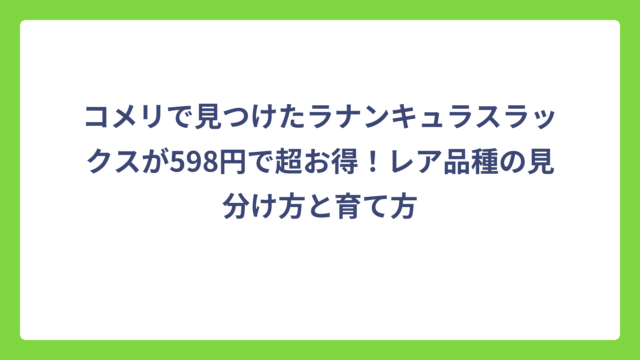 コメリで見つけたラナンキュラスラックスが598円で超お得！レア品種の見分け方と育て方