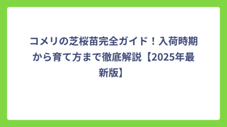 コメリの芝桜苗完全ガイド！入荷時期から育て方まで徹底解説【2025年最新版】