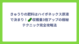 きゅうりの肥料はハイポネックス原液で決まり！🥒収穫量3倍アップの極秘テクニック完全攻略法