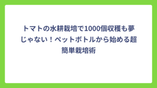 トマトの水耕栽培で1000個収穫も夢じゃない！ペットボトルから始める超簡単栽培術
