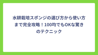 水耕栽培スポンジの選び方から使い方まで完全攻略！100均でもOKな驚きのテクニック