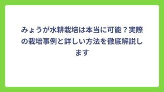みょうが水耕栽培は本当に可能？実際の栽培事例と詳しい方法を徹底解説します