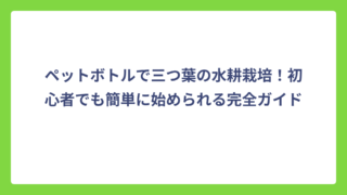 ペットボトルで三つ葉の水耕栽培！初心者でも簡単に始められる完全ガイド