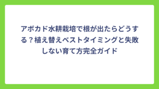 アボカド水耕栽培で根が出たらどうする？植え替えベストタイミングと失敗しない育て方完全ガイド