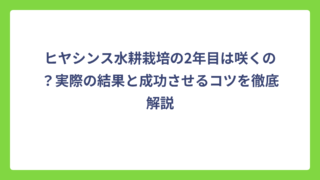 ヒヤシンス水耕栽培の2年目は咲くの？実際の結果と成功させるコツを徹底解説