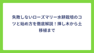 失敗しないローズマリー水耕栽培のコツと始め方を徹底解説！挿し木から土移植まで