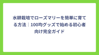 水耕栽培でローズマリーを簡単に育てる方法｜100均グッズで始める初心者向け完全ガイド