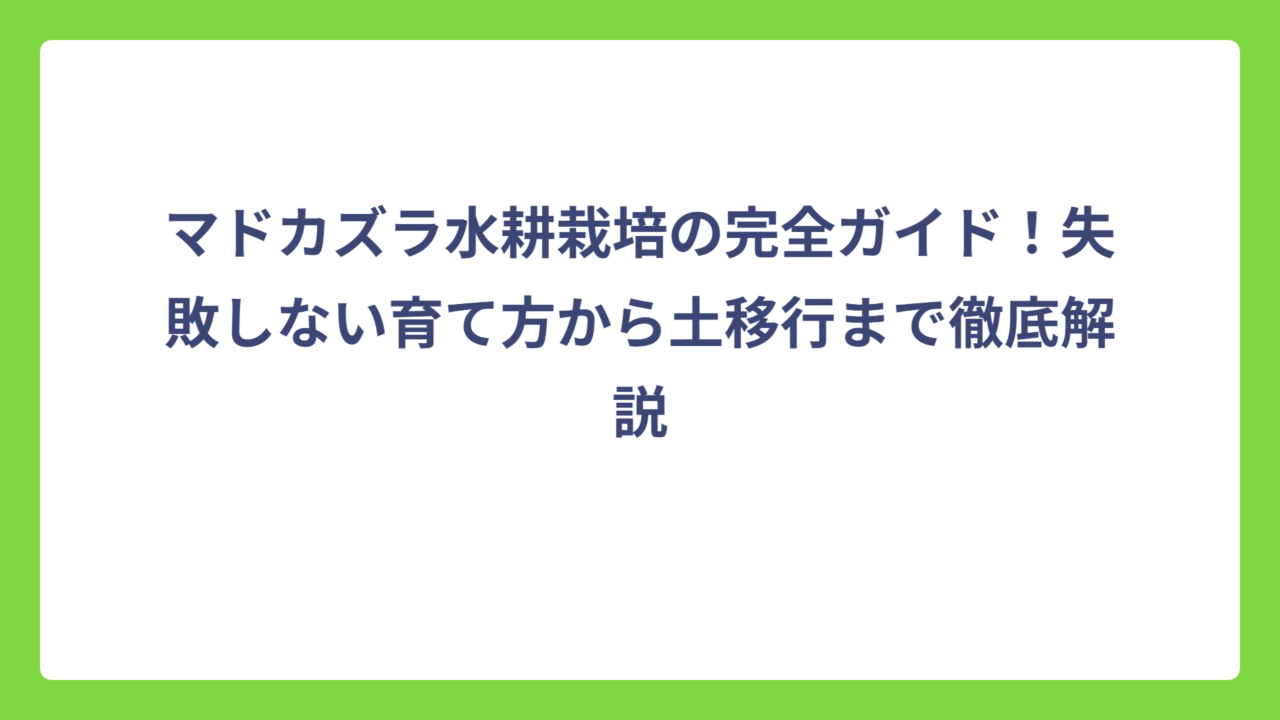 マドカズラ水耕栽培の完全ガイド！失敗しない育て方から土移行まで徹底解説