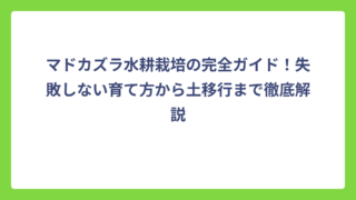マドカズラ水耕栽培の完全ガイド！失敗しない育て方から土移行まで徹底解説
