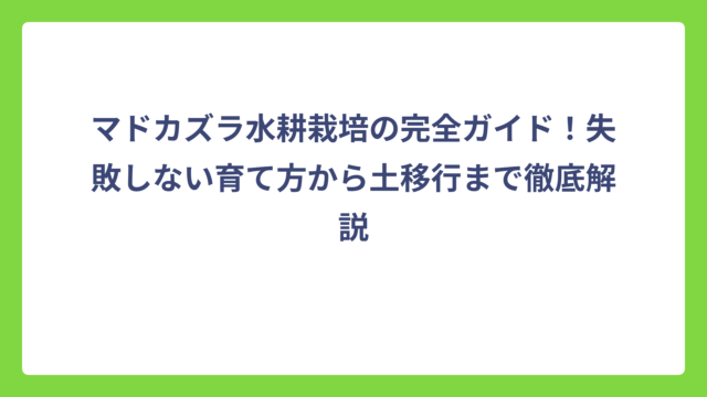 マドカズラ水耕栽培の完全ガイド！失敗しない育て方から土移行まで徹底解説