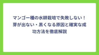 マンゴー種の水耕栽培で失敗しない！芽が出ない・黒くなる原因と確実な成功方法を徹底解説