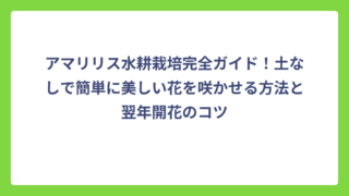 アマリリス水耕栽培完全ガイド！土なしで簡単に美しい花を咲かせる方法と翌年開花のコツ