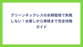 グリーンネックレスの水耕栽培で失敗しない！水差しから発根まで完全攻略ガイド