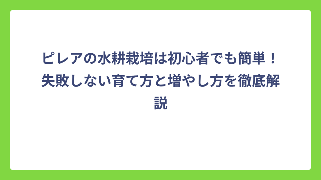 ピレアの水耕栽培は初心者でも簡単！失敗しない育て方と増やし方を徹底解説
