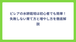 ピレアの水耕栽培は初心者でも簡単！失敗しない育て方と増やし方を徹底解説