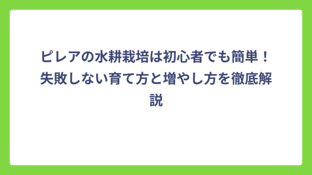 ピレアの水耕栽培は初心者でも簡単！失敗しない育て方と増やし方を徹底解説