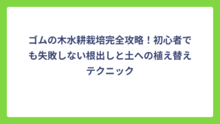 ゴムの木水耕栽培完全攻略！初心者でも失敗しない根出しと土への植え替えテクニック