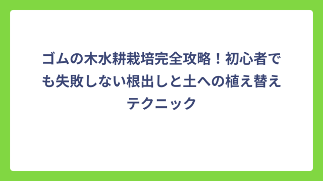 ゴムの木水耕栽培完全攻略！初心者でも失敗しない根出しと土への植え替えテクニック