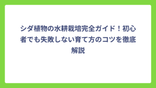 シダ植物の水耕栽培完全ガイド！初心者でも失敗しない育て方のコツを徹底解説