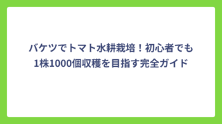 バケツでトマト水耕栽培！初心者でも1株1000個収穫を目指す完全ガイド