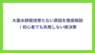 大葉水耕栽培育たない原因を徹底解説！初心者でも失敗しない解決策