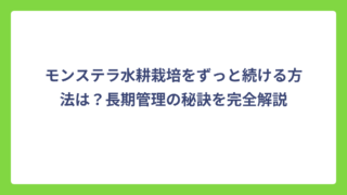 モンステラ水耕栽培をずっと続ける方法は？長期管理の秘訣を完全解説