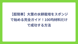 【超簡単】大葉の水耕栽培をスポンジで始める完全ガイド！100均材料だけで成功する方法