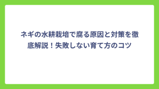 ネギの水耕栽培で腐る原因と対策を徹底解説！失敗しない育て方のコツ
