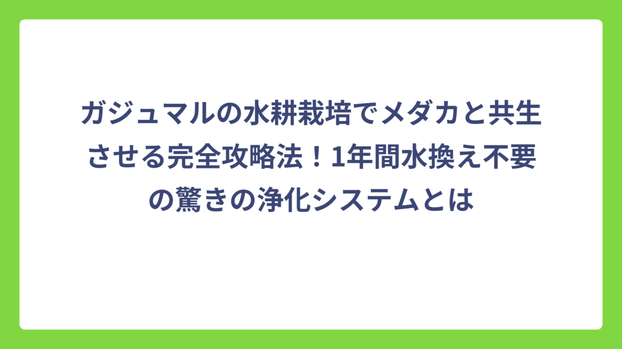 ガジュマルの水耕栽培でメダカと共生させる完全攻略法！1年間水換え不要の驚きの浄化システムとは