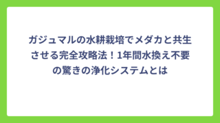 ガジュマルの水耕栽培でメダカと共生させる完全攻略法！1年間水換え不要の驚きの浄化システムとは