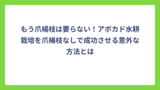 もう爪楊枝は要らない！アボカド水耕栽培を爪楊枝なしで成功させる意外な方法とは