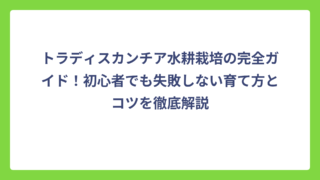 トラディスカンチア水耕栽培の完全ガイド！初心者でも失敗しない育て方とコツを徹底解説