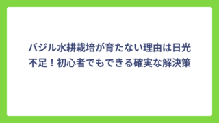 バジル水耕栽培が育たない理由は日光不足！初心者でもできる確実な解決策