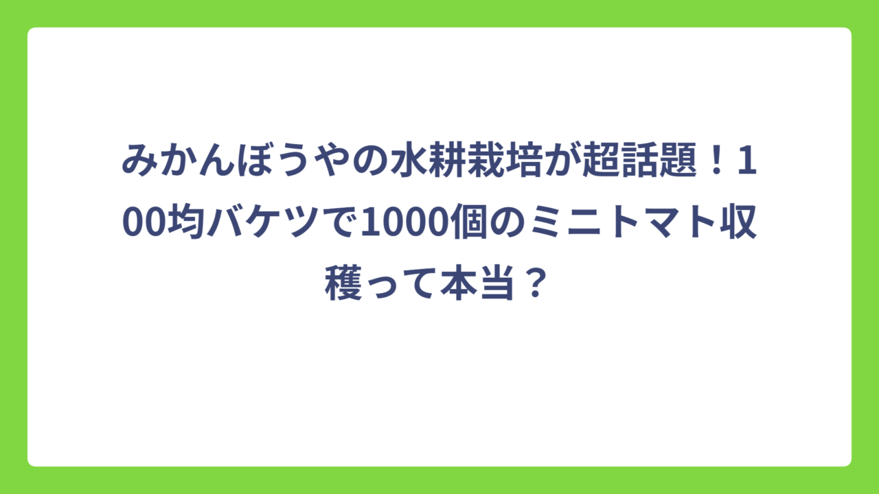 みかんぼうやの水耕栽培が超話題！100均バケツで1000個のミニトマト収穫って本当？