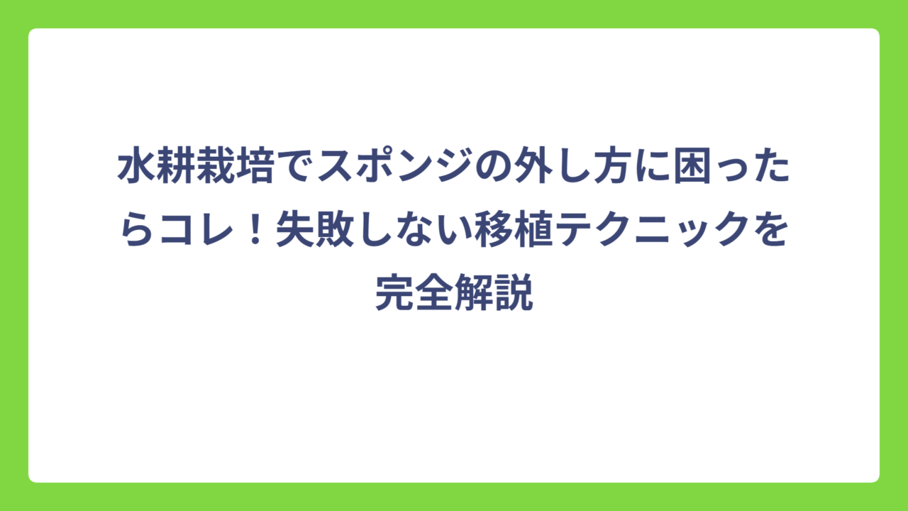 水耕栽培でスポンジの外し方に困ったらコレ！失敗しない移植テクニックを完全解説