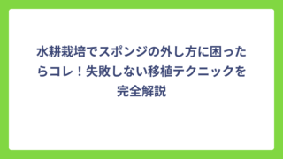 水耕栽培でスポンジの外し方に困ったらコレ！失敗しない移植テクニックを完全解説