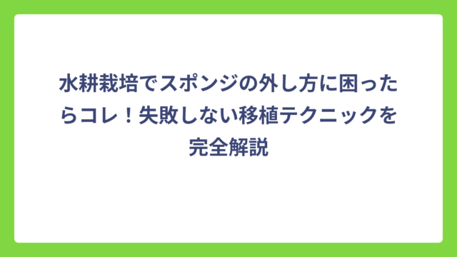 水耕栽培でスポンジの外し方に困ったらコレ！失敗しない移植テクニックを完全解説