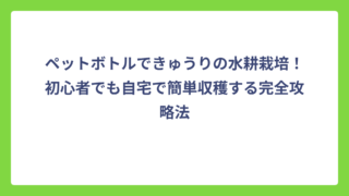 ペットボトルできゅうりの水耕栽培！初心者でも自宅で簡単収穫する完全攻略法