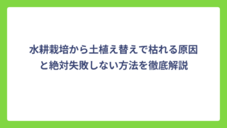 水耕栽培から土植え替えで枯れる原因と絶対失敗しない方法を徹底解説