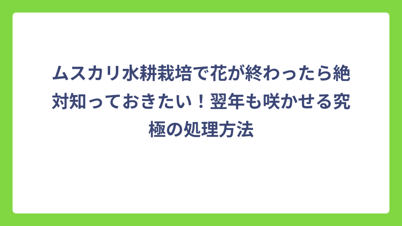 ムスカリ水耕栽培で花が終わったら絶対知っておきたい！翌年も咲かせる究極の処理方法