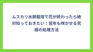 ムスカリ水耕栽培で花が終わったら絶対知っておきたい！翌年も咲かせる究極の処理方法