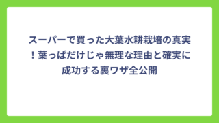 スーパーで買った大葉水耕栽培の真実！葉っぱだけじゃ無理な理由と確実に成功する裏ワザ全公開