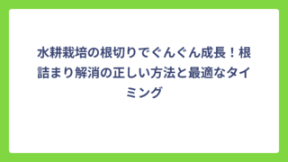 水耕栽培の根切りでぐんぐん成長！根詰まり解消の正しい方法と最適なタイミング
