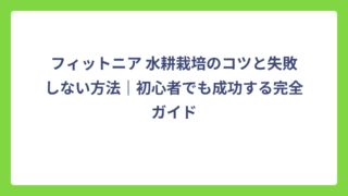 フィットニア 水耕栽培のコツと失敗しない方法｜初心者でも成功する完全ガイド