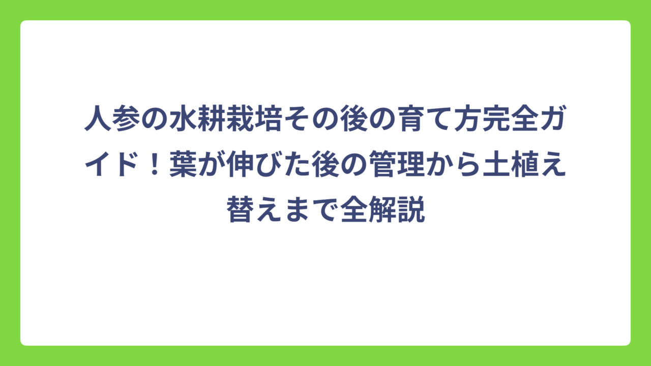 人参の水耕栽培その後の育て方完全ガイド！葉が伸びた後の管理から土植え替えまで全解説