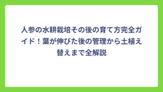 人参の水耕栽培その後の育て方完全ガイド！葉が伸びた後の管理から土植え替えまで全解説