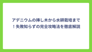 アデニウムの挿し木から水耕栽培まで！失敗知らずの完全攻略法を徹底解説