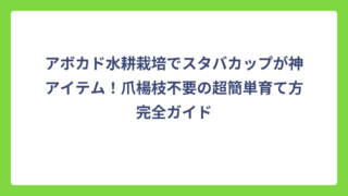 アボカド水耕栽培でスタバカップが神アイテム！爪楊枝不要の超簡単育て方完全ガイド