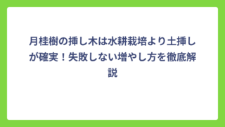 月桂樹の挿し木は水耕栽培より土挿しが確実！失敗しない増やし方を徹底解説